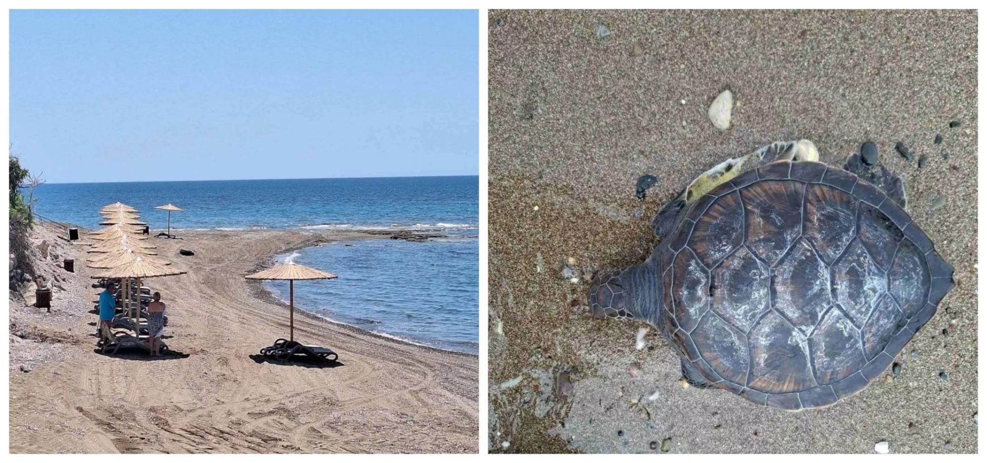 Turtle Found Dead On Timi Beach (photos)