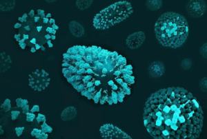 Bacteria