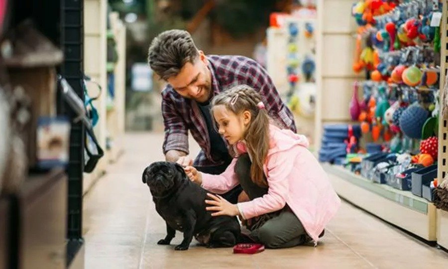 Most Pet Shops Operate Illegally, Animal Party Claims