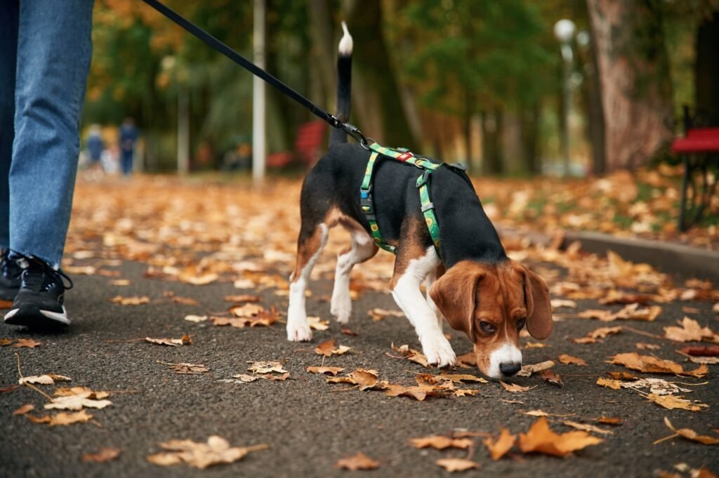 Strovolos Cracks Down On Dog Owners Who Don't Clean Up After Pets