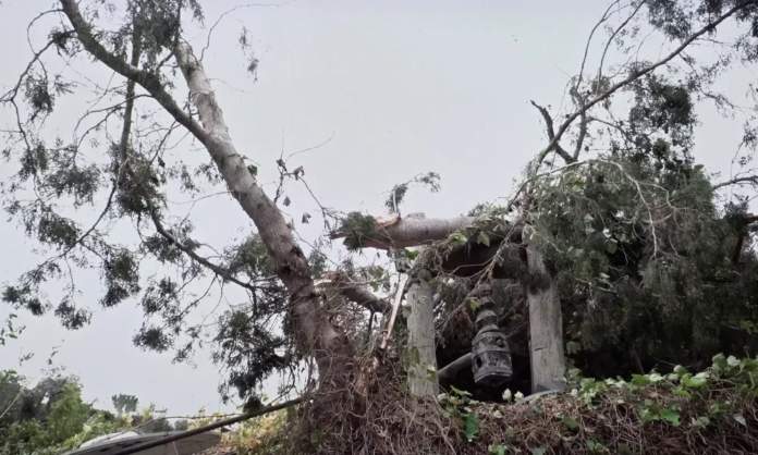 Tornado Rips Through Tala, Severing At Least Ten Trees And Sparking Cable Fire
