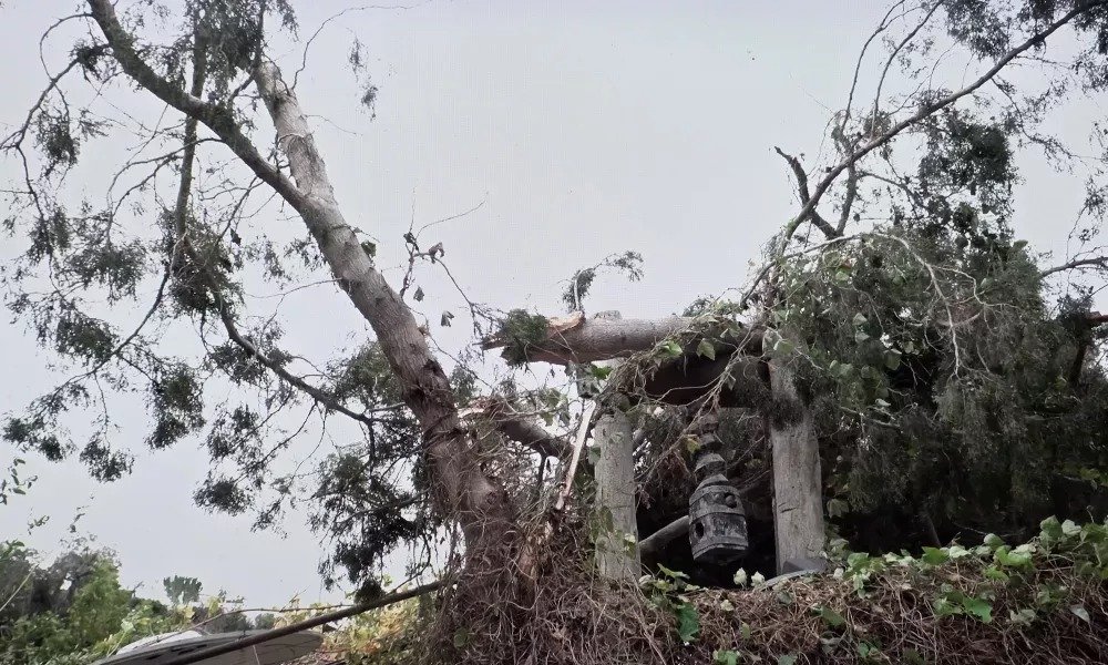 Tornado Rips Through Tala, Severing At Least Ten Trees And Sparking Cable Fire