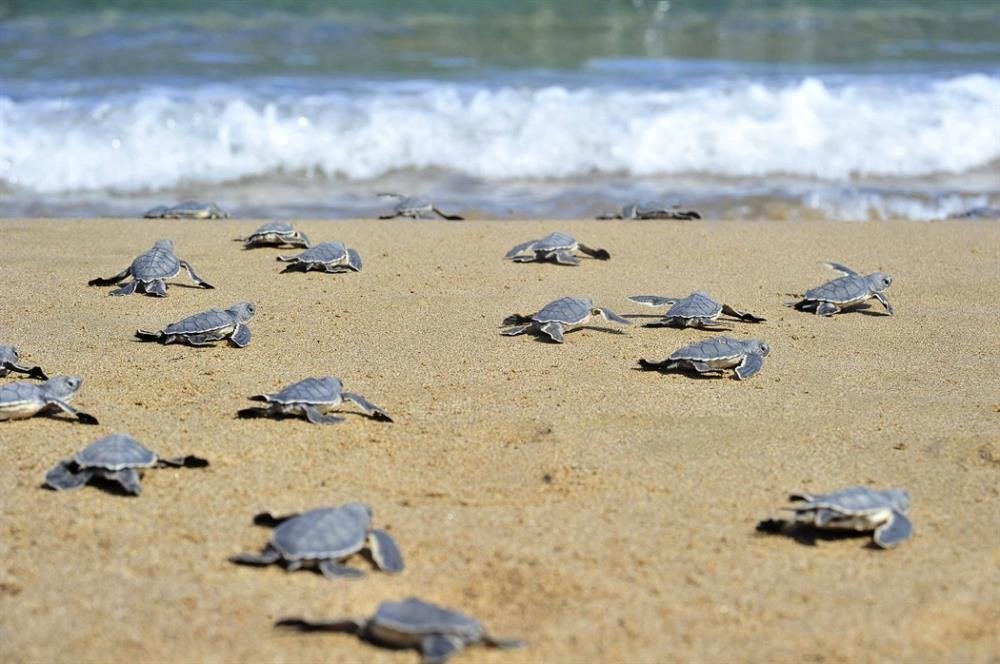 Up To 100 Sea Turtles Found Dead Annually Along Cyprus Coastline