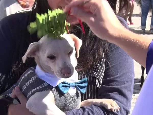 Animal Blessing Limassol
