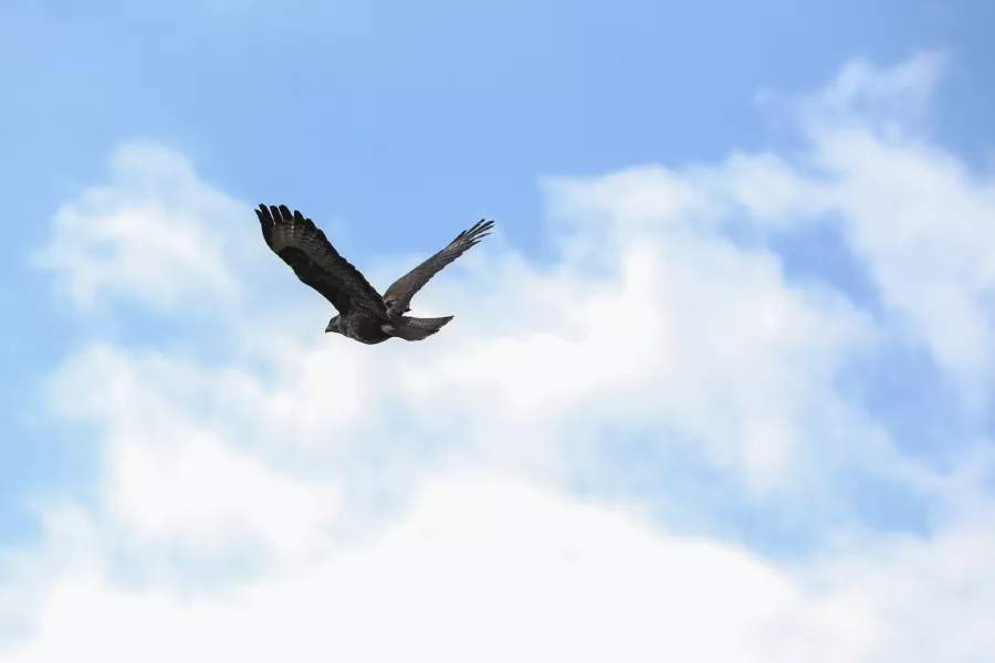Bird