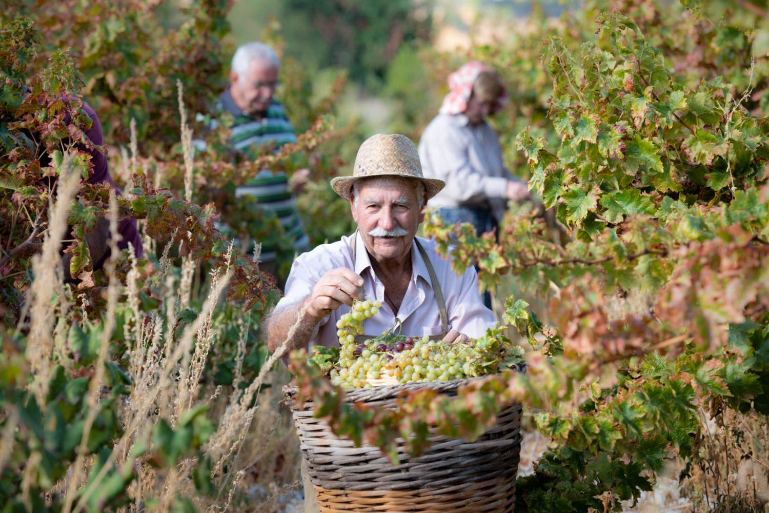 Cyprus Wine