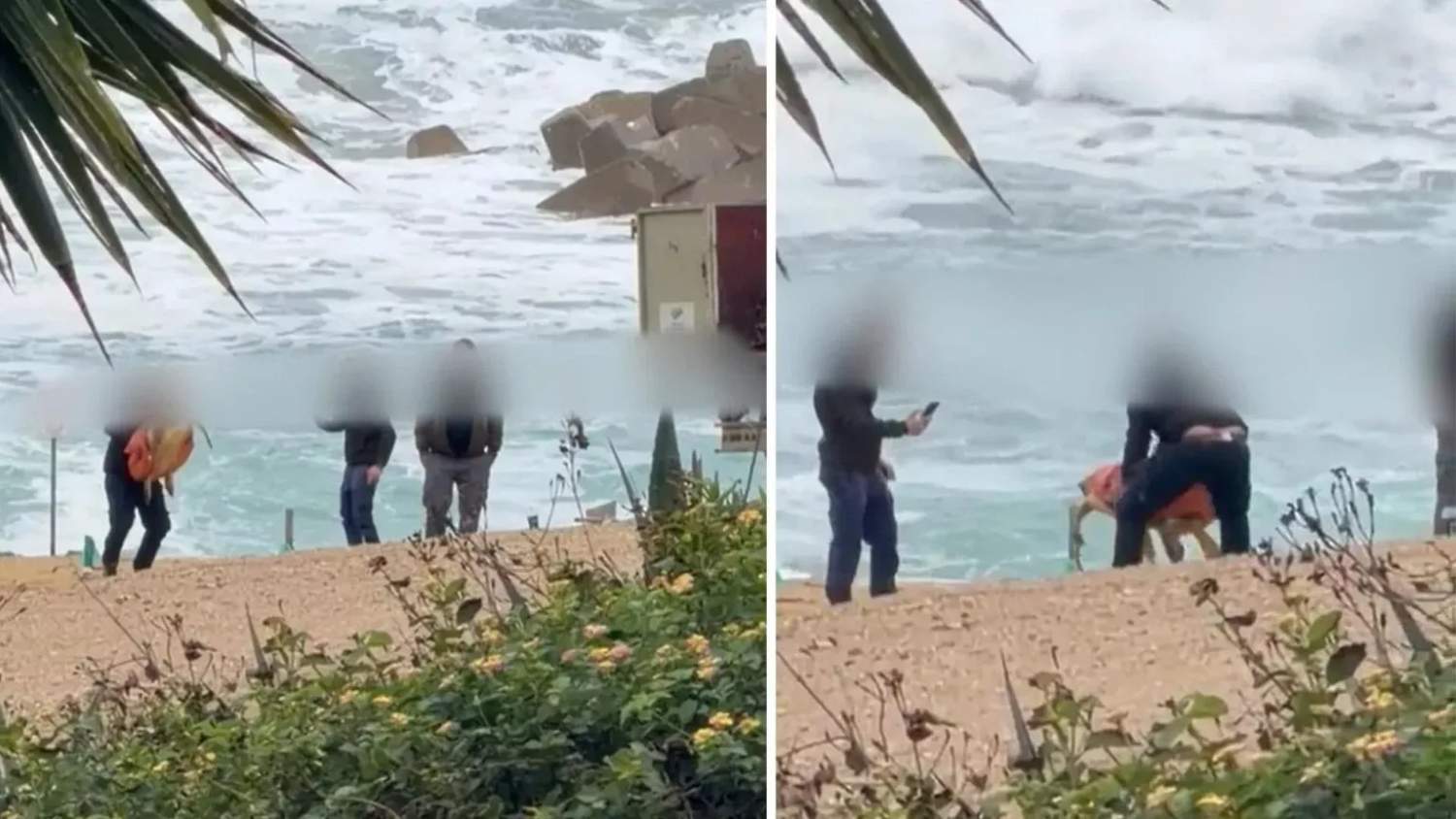 Animal Welfare Group Demands Dismissals Over Sea Turtle Handling Video