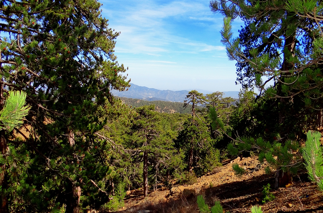 Atalanti Trail Troodos Cyprus 02 Id 1072216