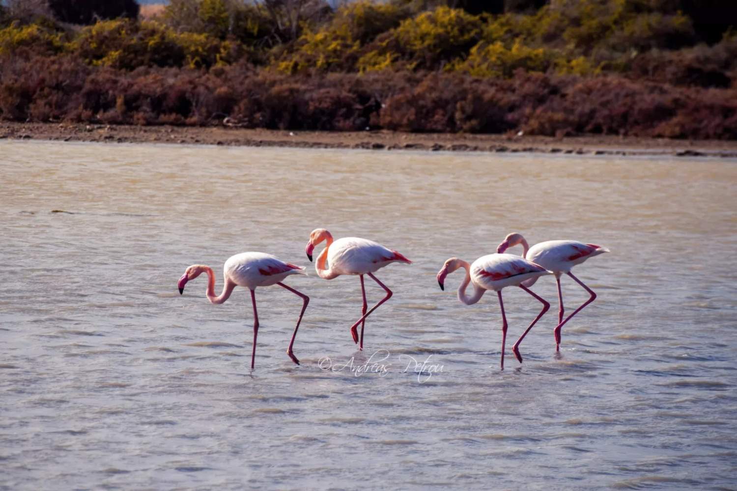 Flamingo Numbers Crash From 13,000 To 47 As Key Wetland Areas Collapse