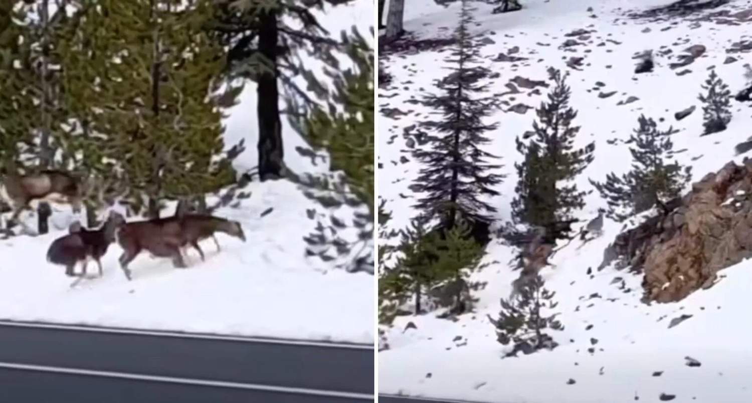 Mouflon Family Filmed Crossing Snowy Troodos Hillside
