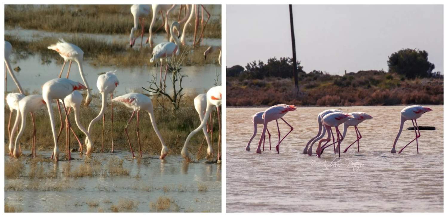 Stunning Flamingo Scenes In Cyprus As Flocks Visit Lady's Mile And Paralimni (photos)