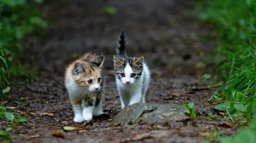 Supermarket Kittens Disappear After Individual Spotted Trapping Them, Greens Report