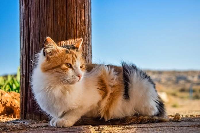 Cat Stray Animal Cute Preview