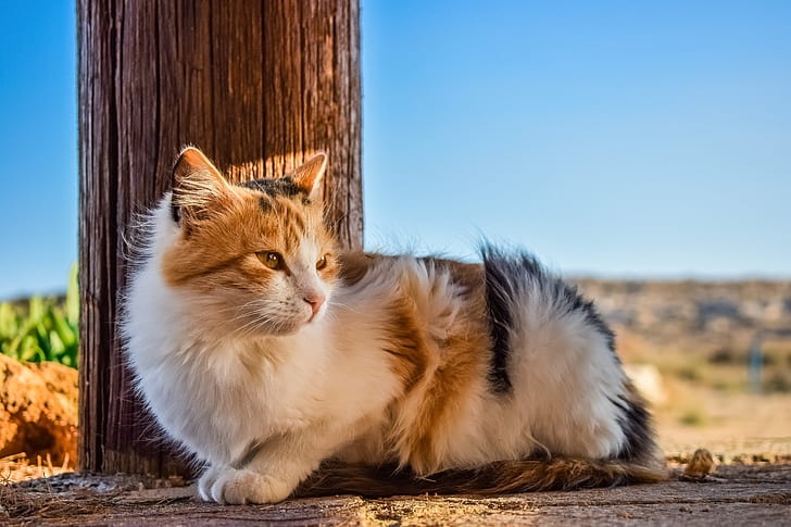 Cat Stray Animal Cute Preview