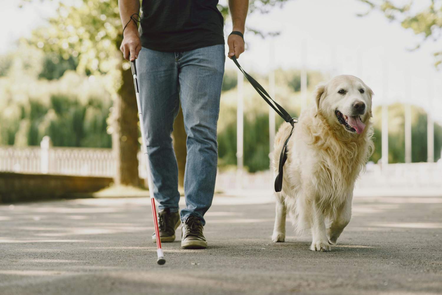 Guide Dog