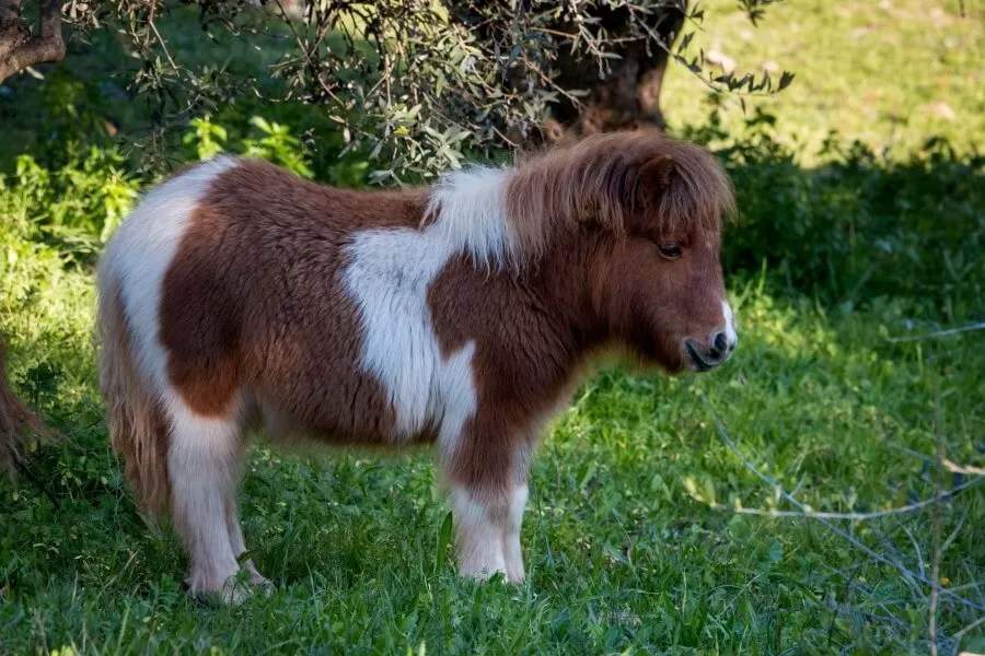 Mikro Poni 2