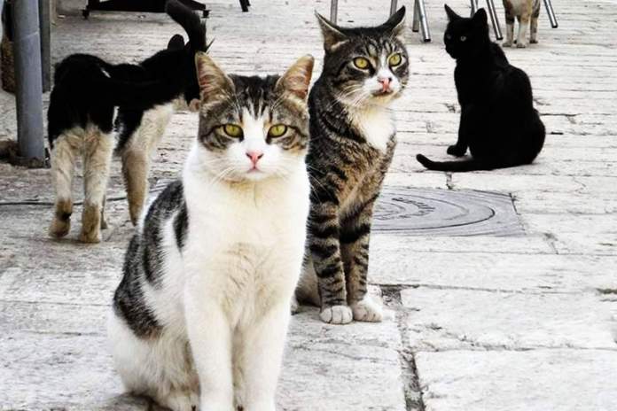 Animal Party Accuses Authorities Of Failing To Act On Mass Cat Abduction Case