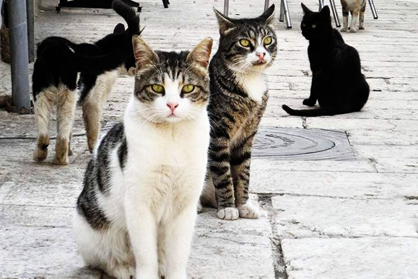 Animal Party Accuses Authorities Of Failing To Act On Mass Cat Abduction Case