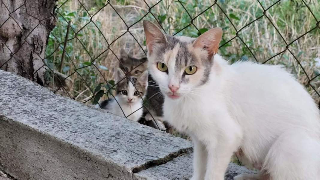Animal Rescuers Targeted By Cat Disappearance Rumours As Police Accused Of Inaction