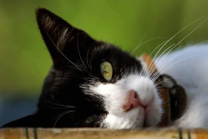 Cats