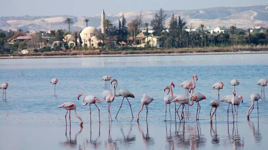 Larnaca Salt Lake Park Moves Forward After 15 Years As €2.6m Project Wins Architectural Competition