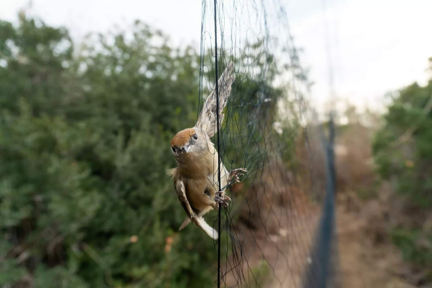 Man Caught Pulling Birds From Trapping Nets In Poaching Operation Near Larnaca