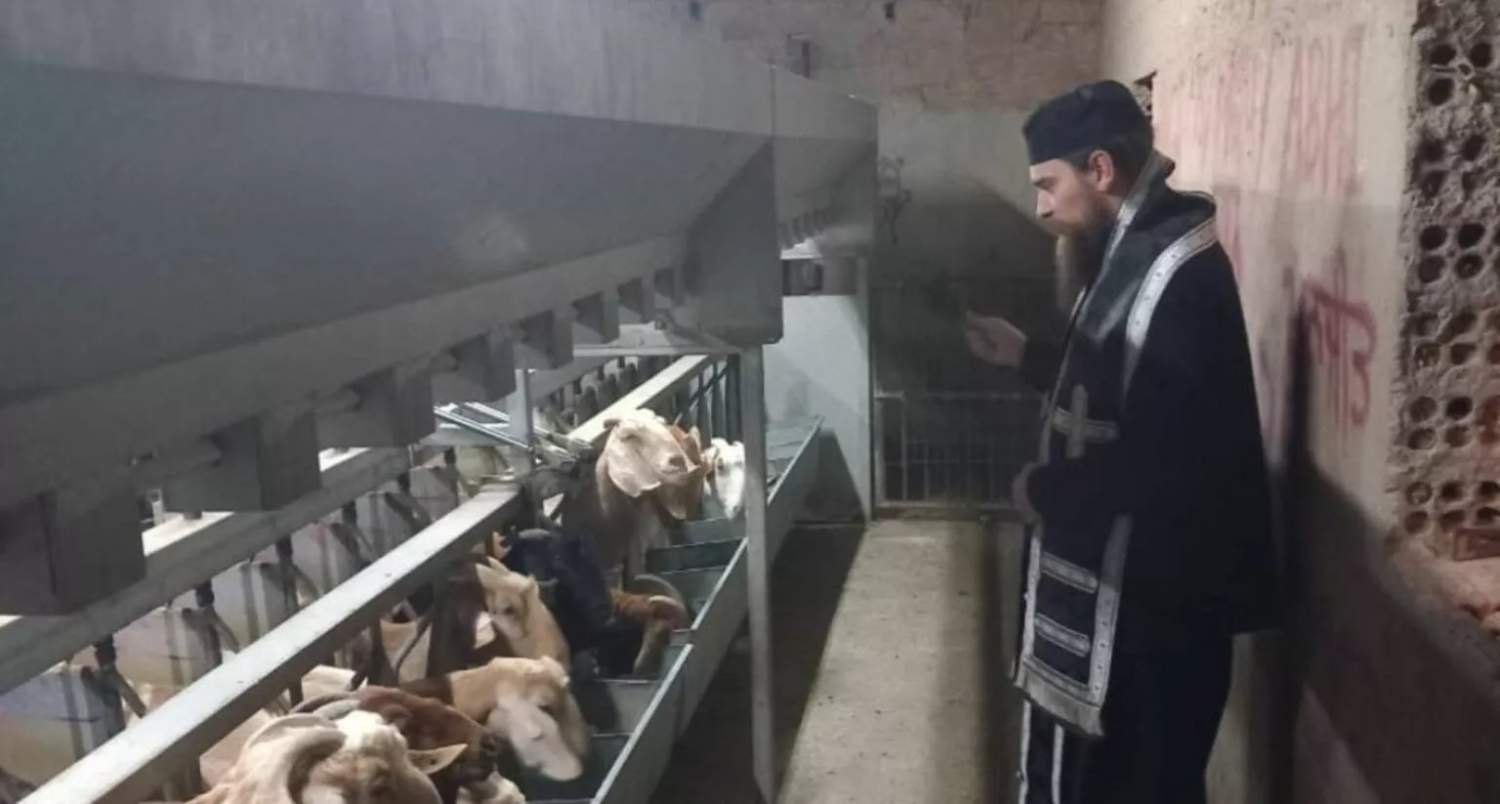 Old Calendarist Priests Who Entered Foot And Mouth Quarantine Farms Investigated
