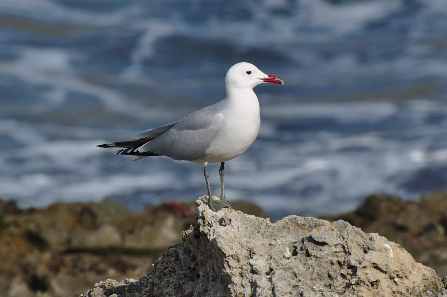Rare Gull Colony In Cyprus Faces Decline As Eu Backs New Protection Plan