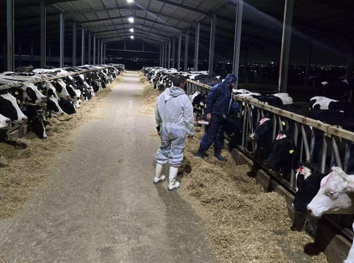 Farmers Give Government Thursday Deadline Over Foot And Mouth Cull, Threaten Mass Action