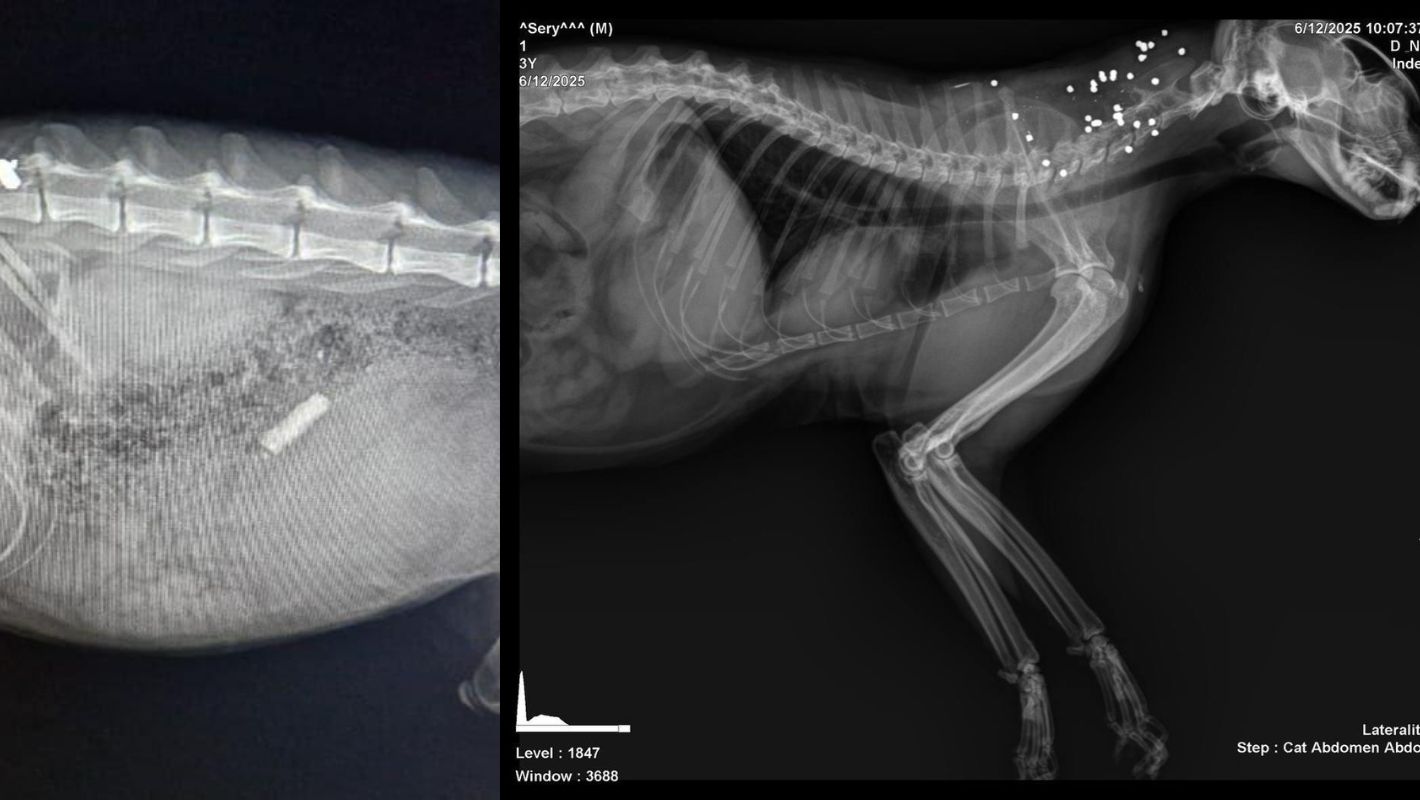 Catxrays