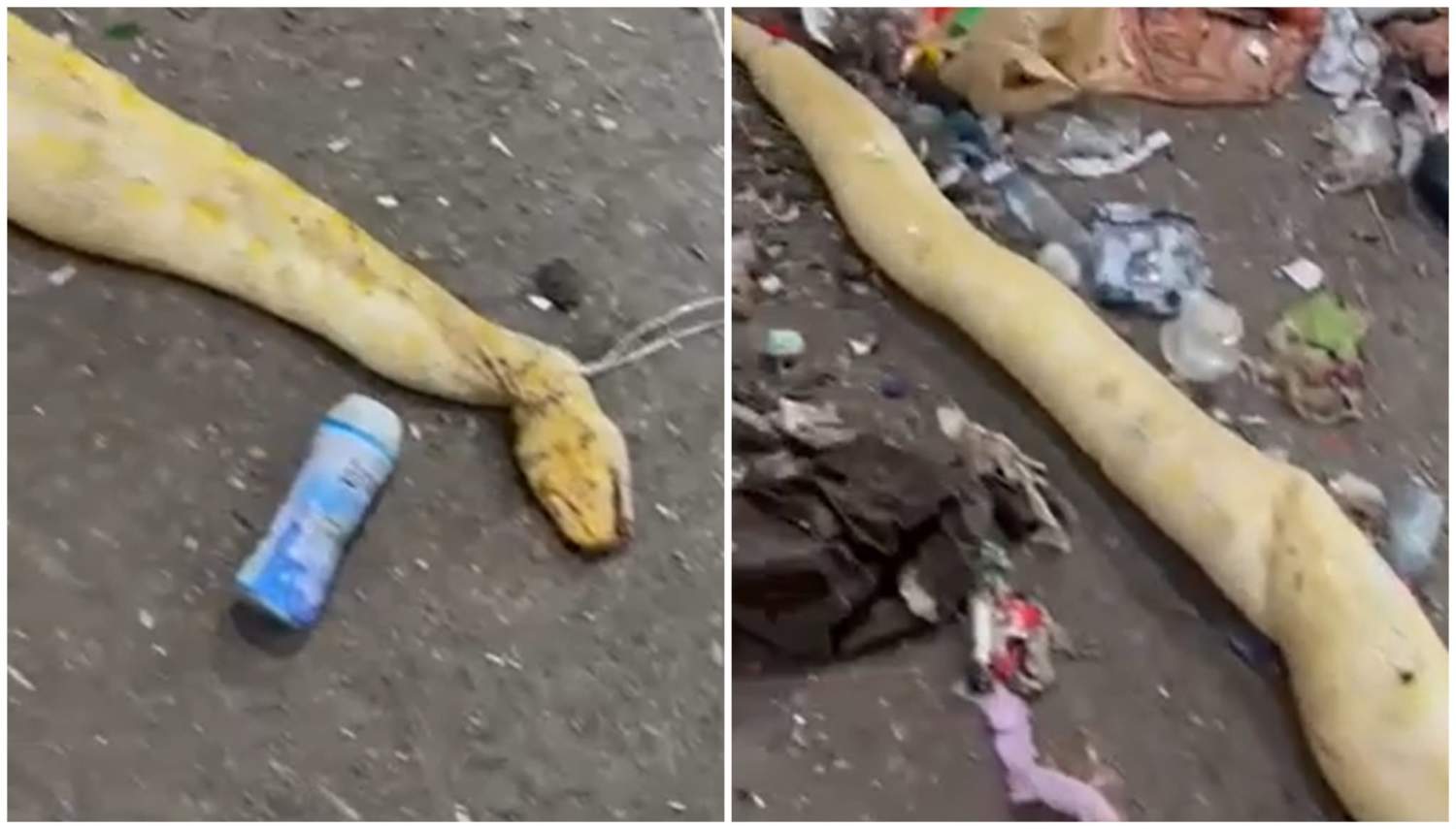 Limassol Python