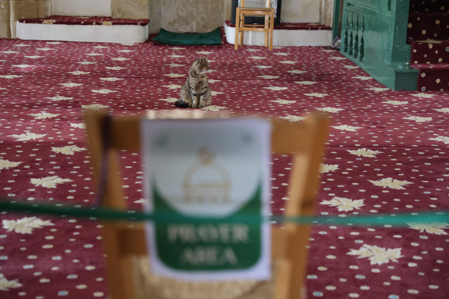 Ramadan Cyprus Cat