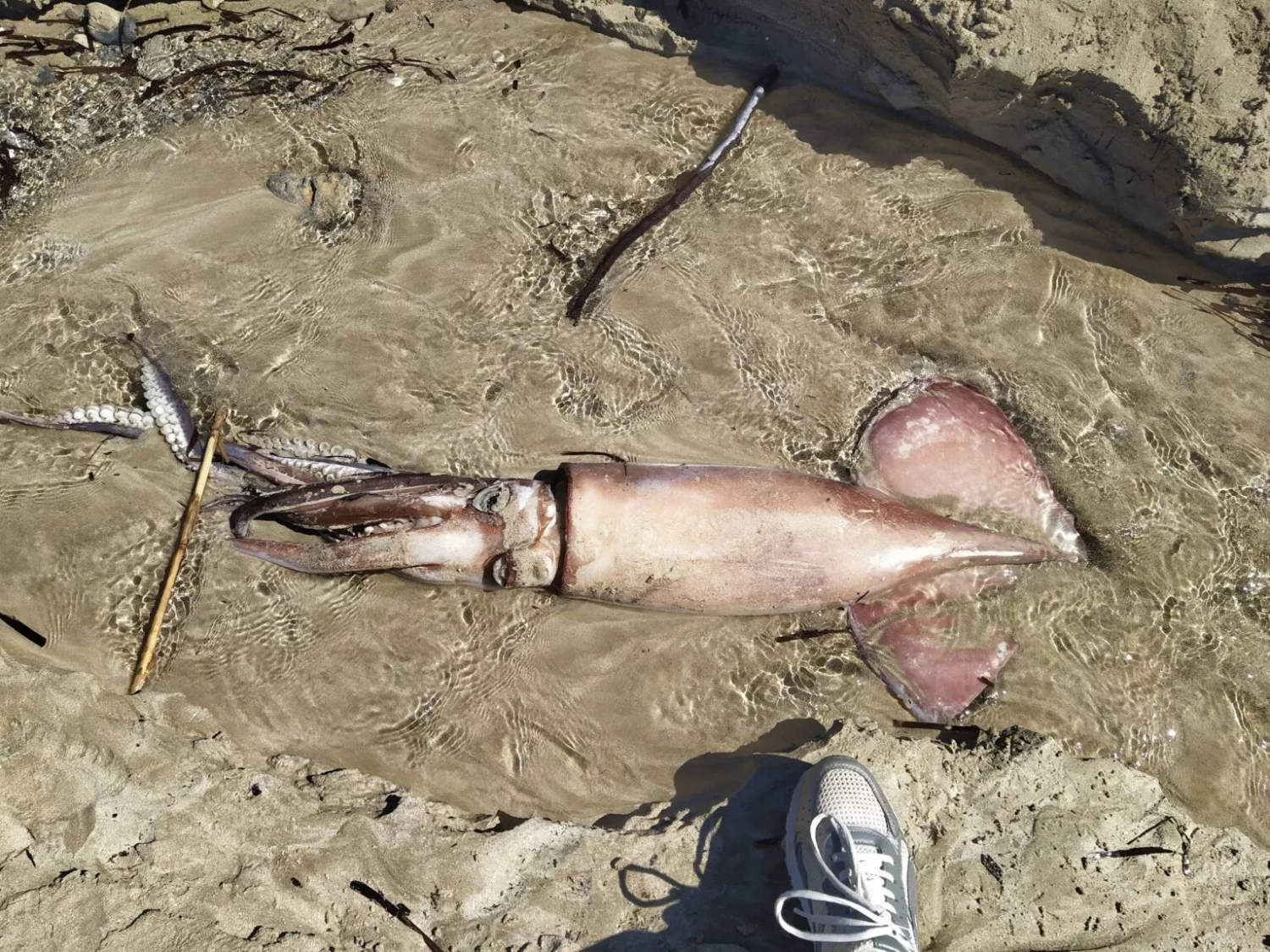 Dead Giant Squid Found On Paphos Beach (photos)