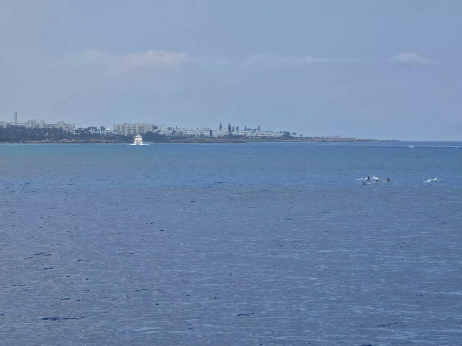 Dolphins Spotted Off Protaras Coast (video)