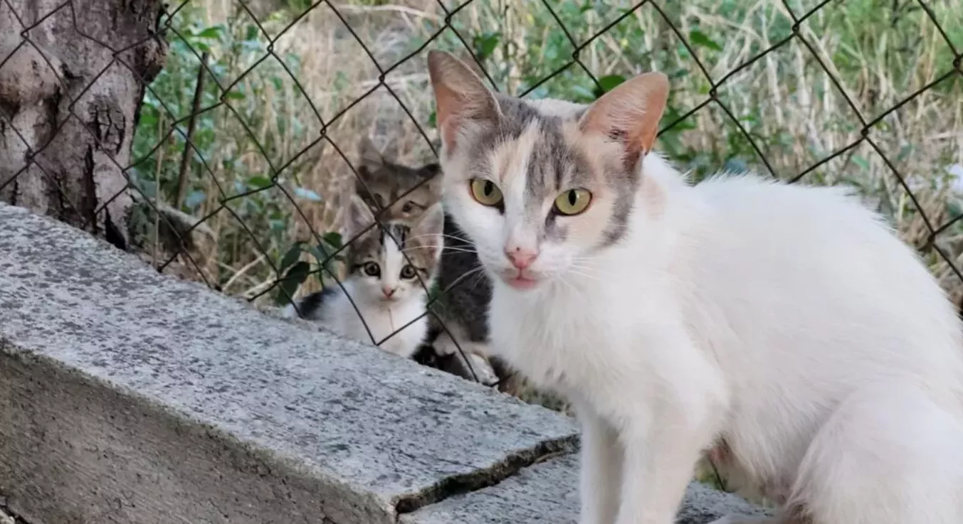 New Cat Disappearances Reported As Ecologists Demand Probe, Accuse Police Of Inaction