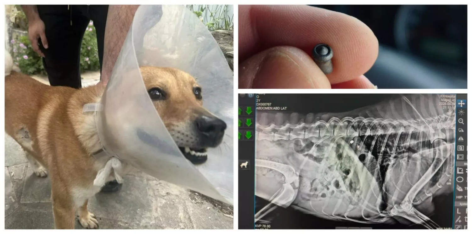 Two Dogs Shot In Pera Chorio Nisou As Police Investigate