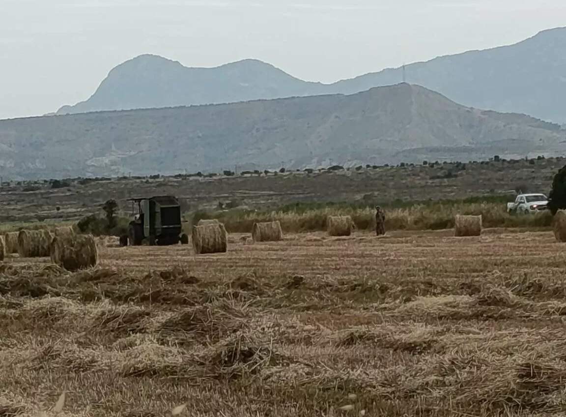 Avlona Settler