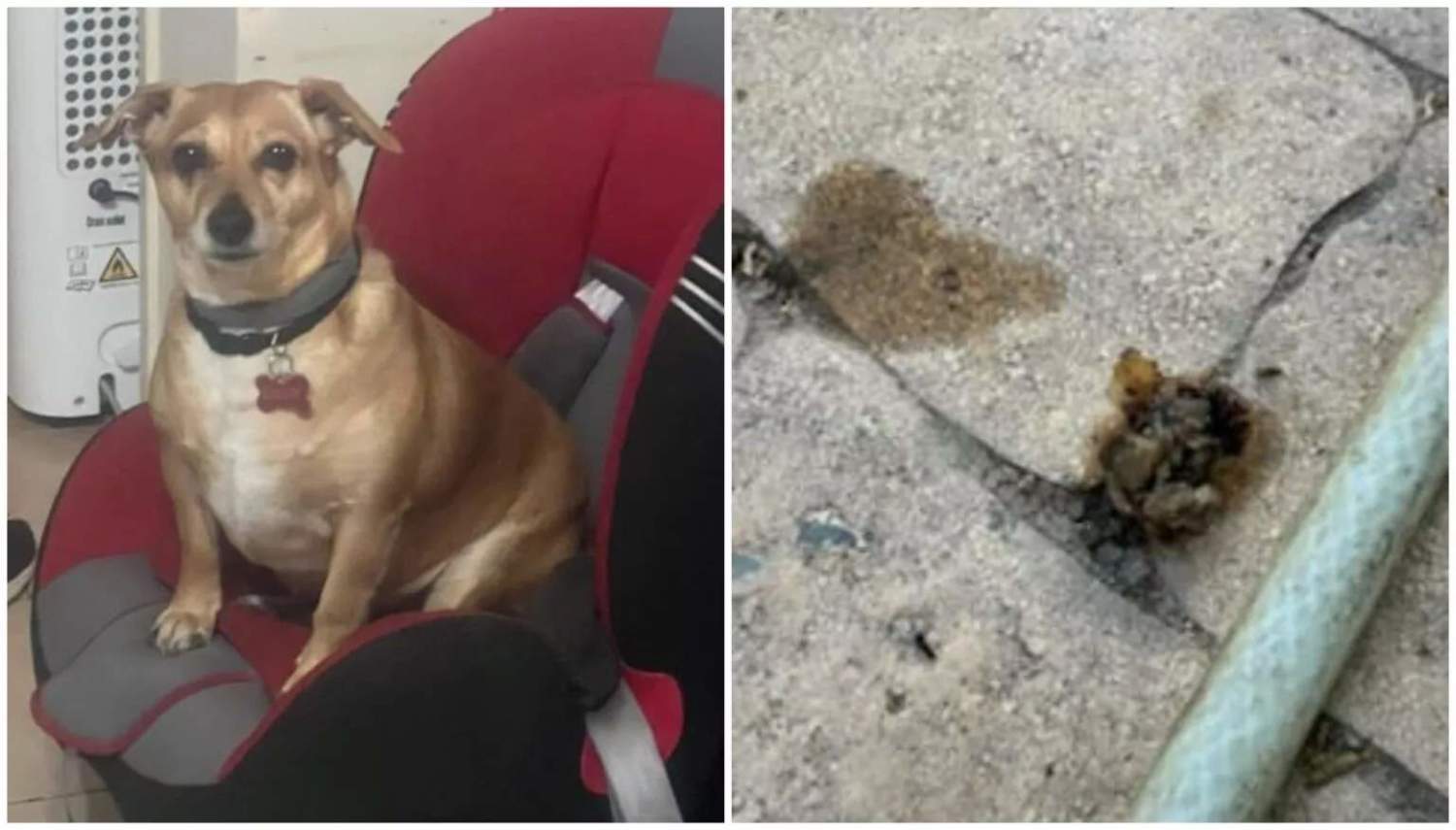 Lily Dog Poisoning