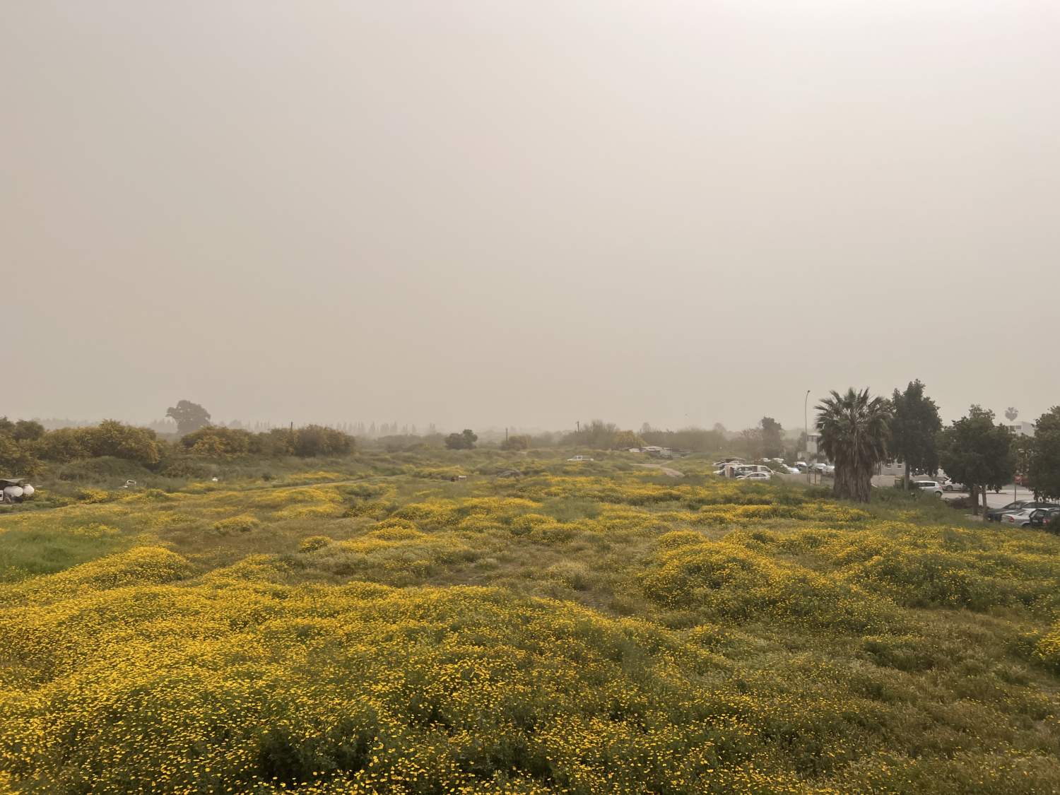 Nicosia Dust