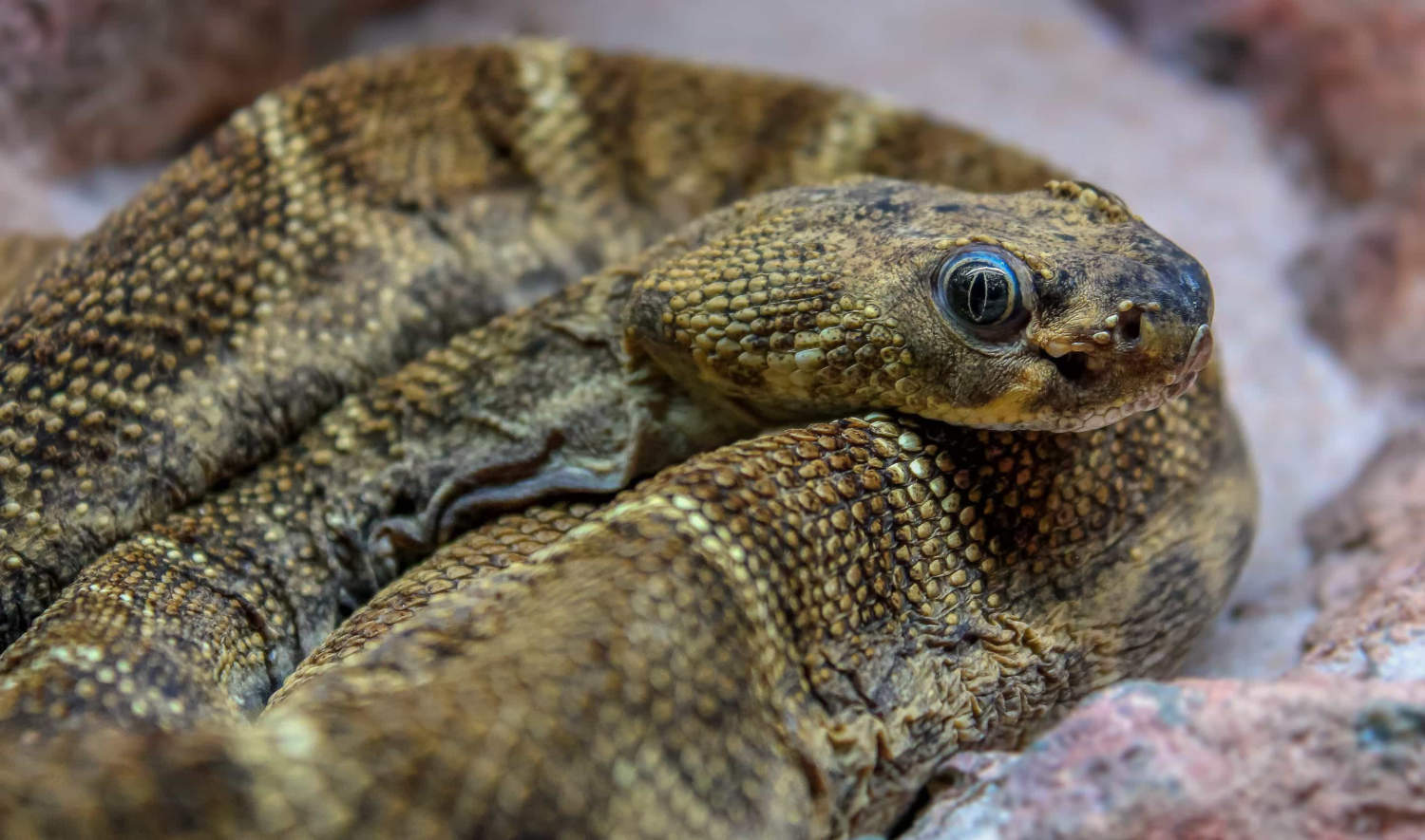 Viper Bite