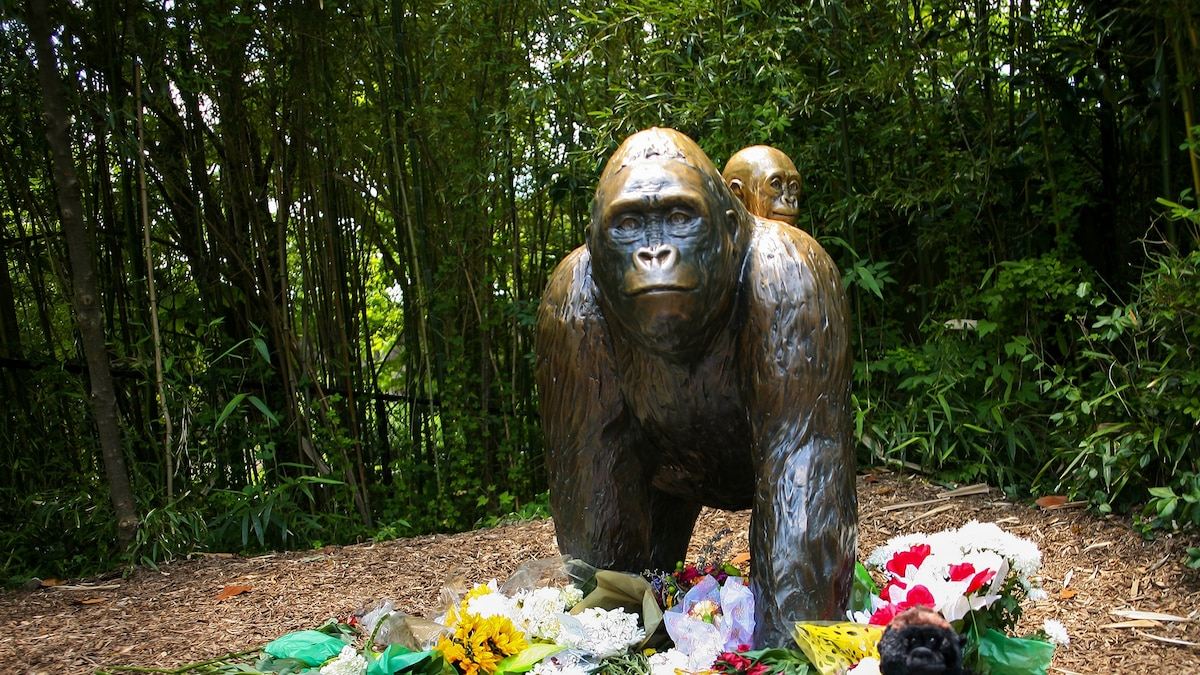 01 Harambe Gorilla Cincinnati Zoo 16x9