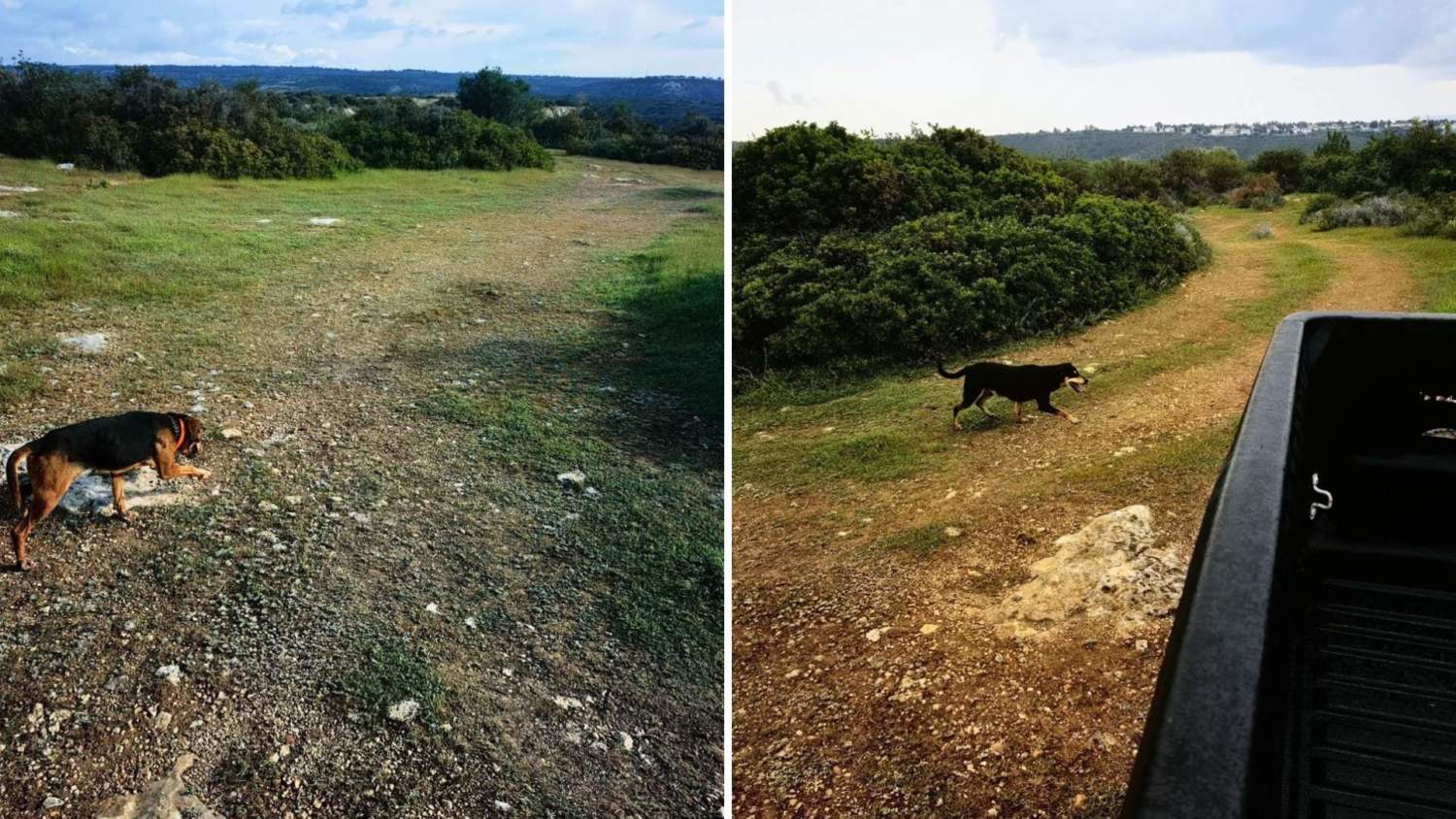 British Bases Dogs