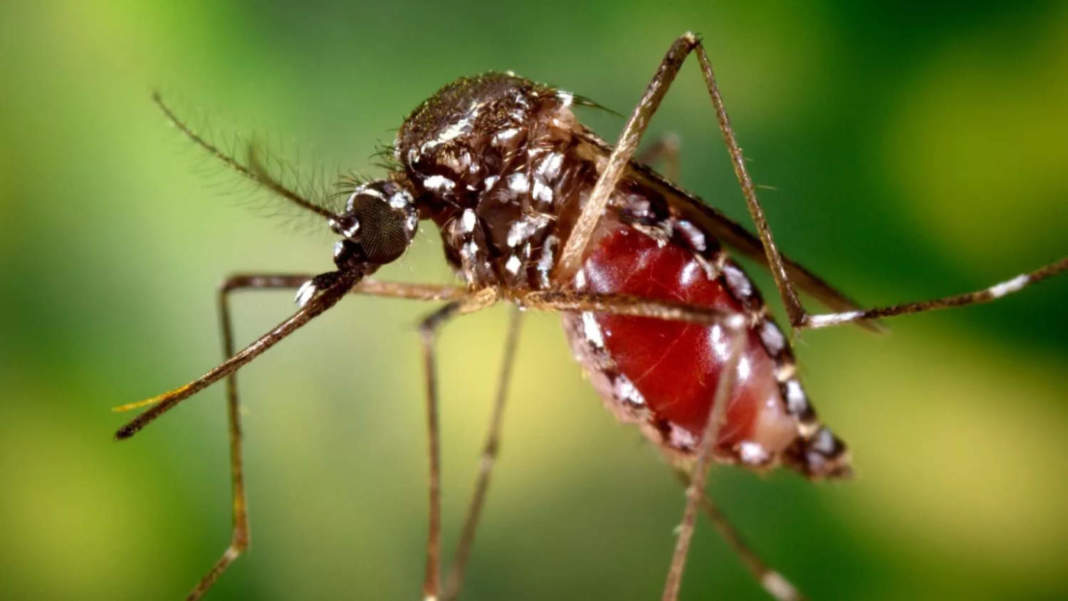 Cyprus Now Home To Two Disease Carrying Mosquito Species, Eu Health Agency Warns