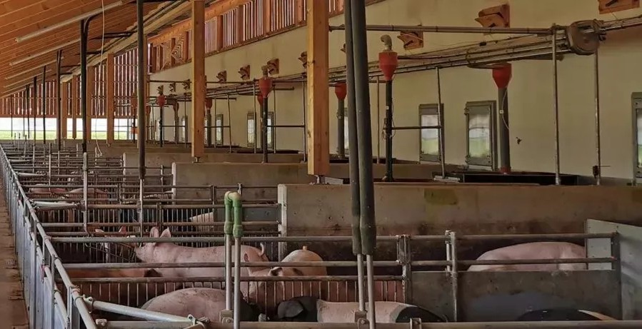 Cyprus To Compensate Farmers For Culling 33,000 Piglets
