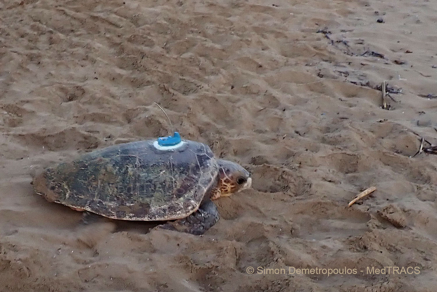 Medtracs Lara Loggerhead Turtle Satellite Transmitter