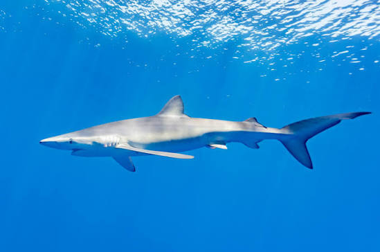 Blue Shark