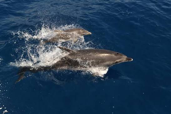Dolphins