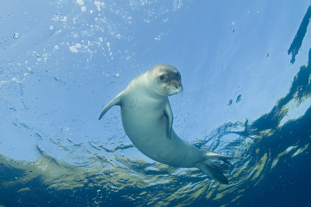 Monk Seal