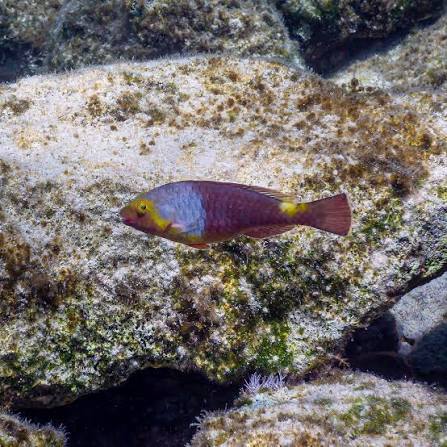 Parrotfish