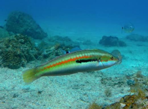 Rainbow Rasse